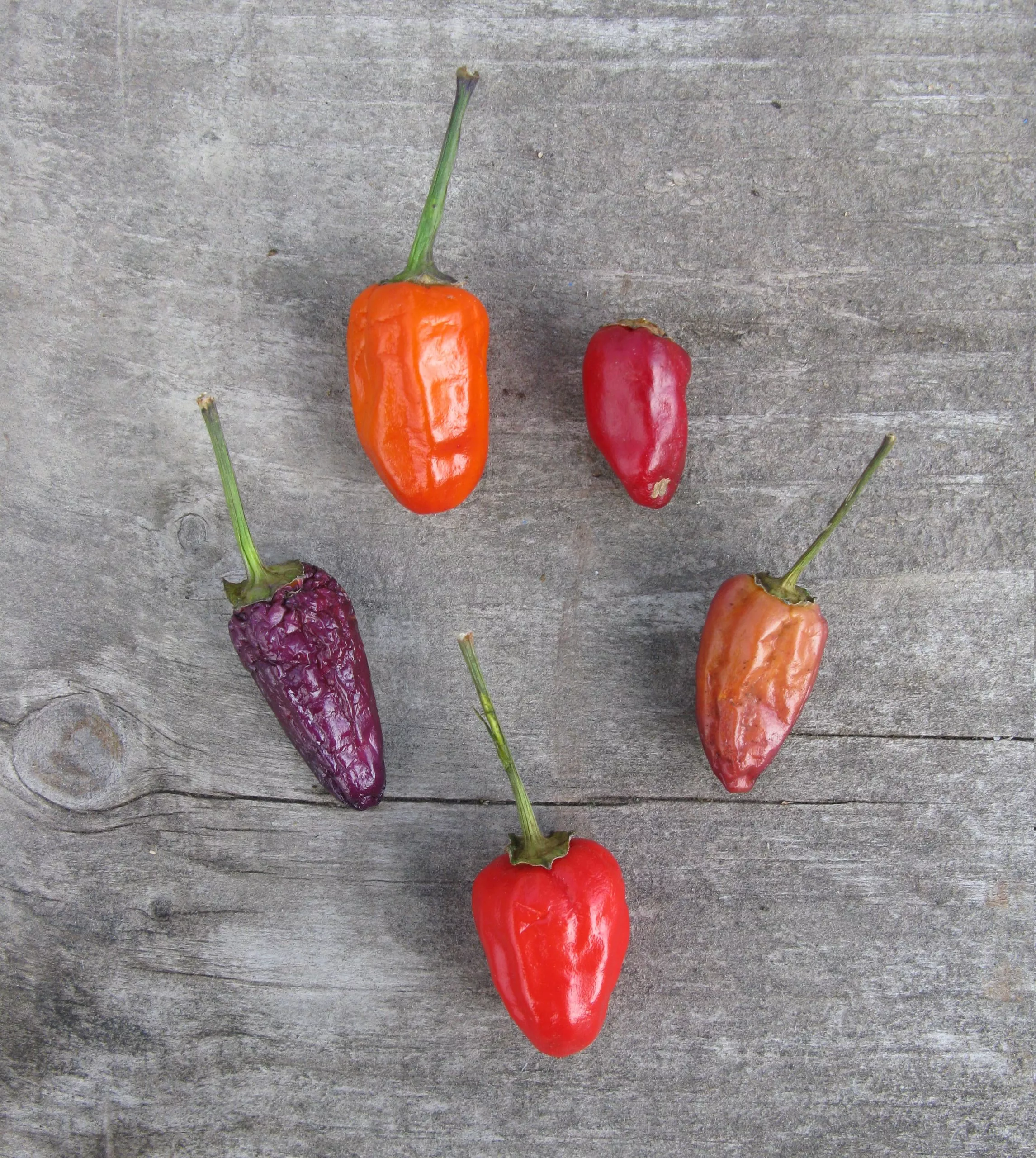 Chinese Five Colour Hot Pepper