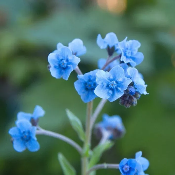 Chinese Forget-Me-Not Flower seeds