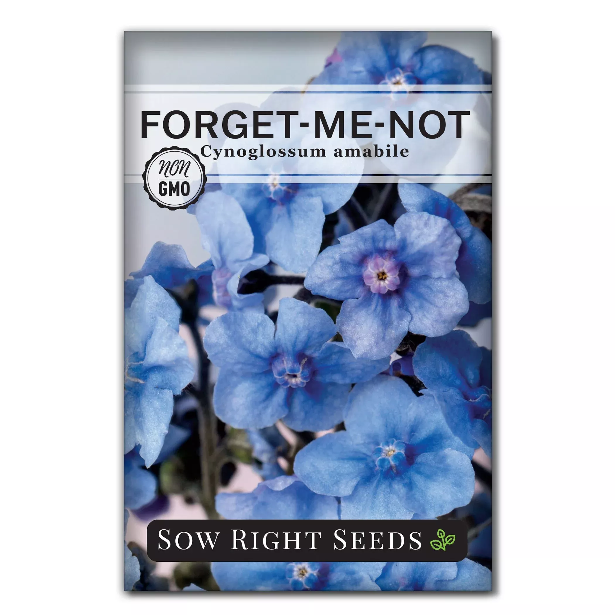 chinese-forget-me-not-seeds Chinese Forget-me-not Seeds