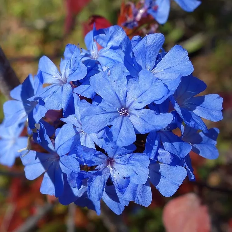 chinese-plumbago-ceratostigma Chinese Plumbago (Ceratostigma)