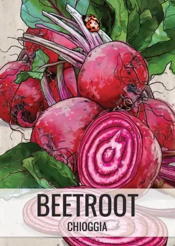 chioggia-beet-seeds-planting-beta-vulgaris Chioggia Beet Seeds For Planting (Beta vulgaris)
