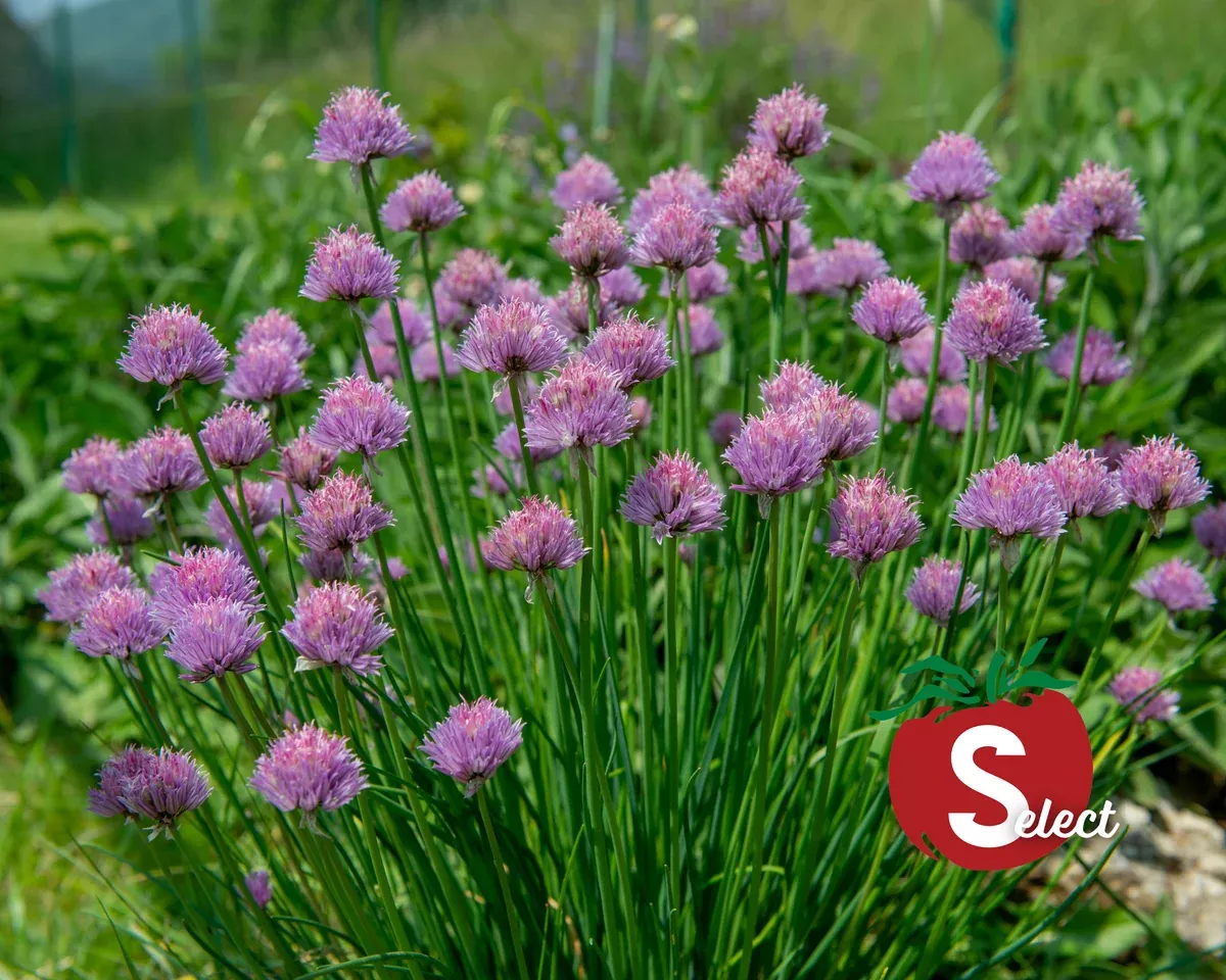 chive-seeds Chive Seeds