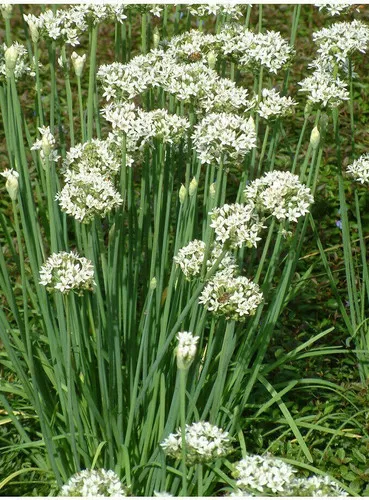 Chives (Chinese Broad Leaf)