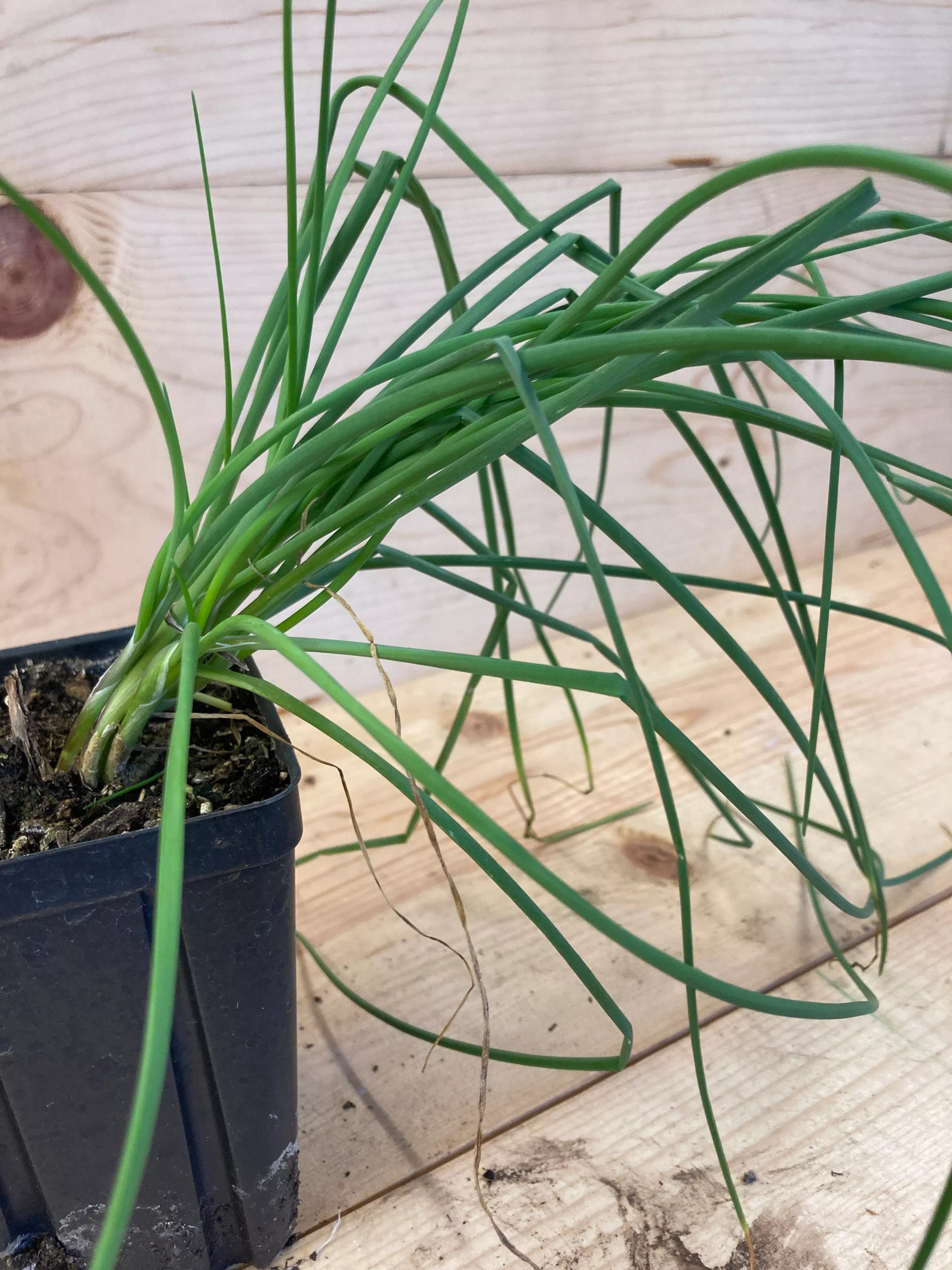 chives Chives