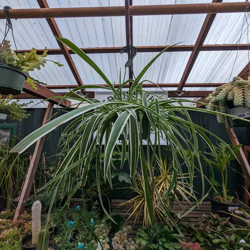 chlorophytum-comosum-atlantic-spider-plant Chlorophytum comosum 'Atlantic' (Spider Plant)