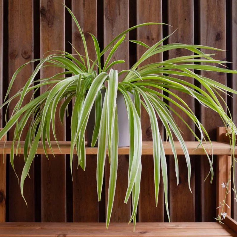 chlorophytum-comosum-variegatum-reverse-spider-plant Chlorophytum comosum 'Variegatum' (Reverse Spider Plant)