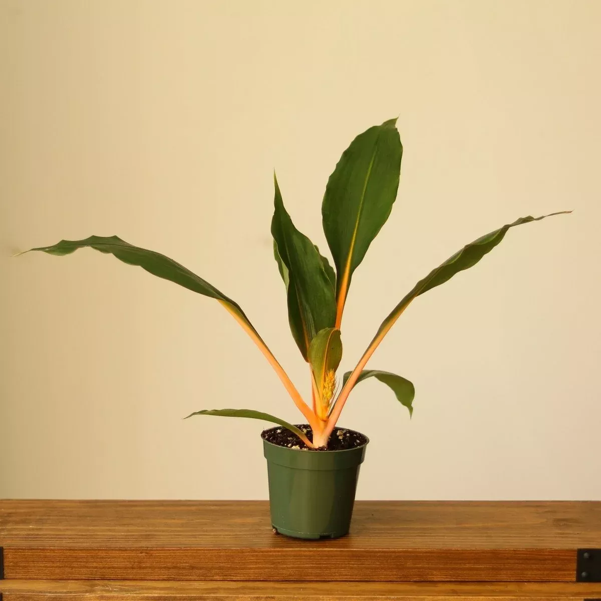chlorophytum-orchidastrum-fire-flash-manderin Chlorophytum orchidastrum 'Fire Flash' Manderin