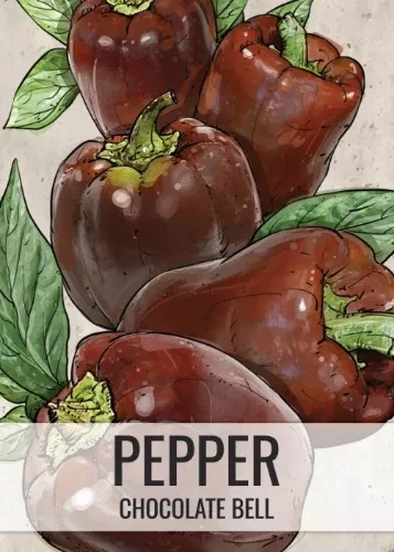 chocolate-bell-pepper-seeds-planting-capsicum-annuum Chocolate Bell Pepper Seeds For Planting (Capsicum annuum)