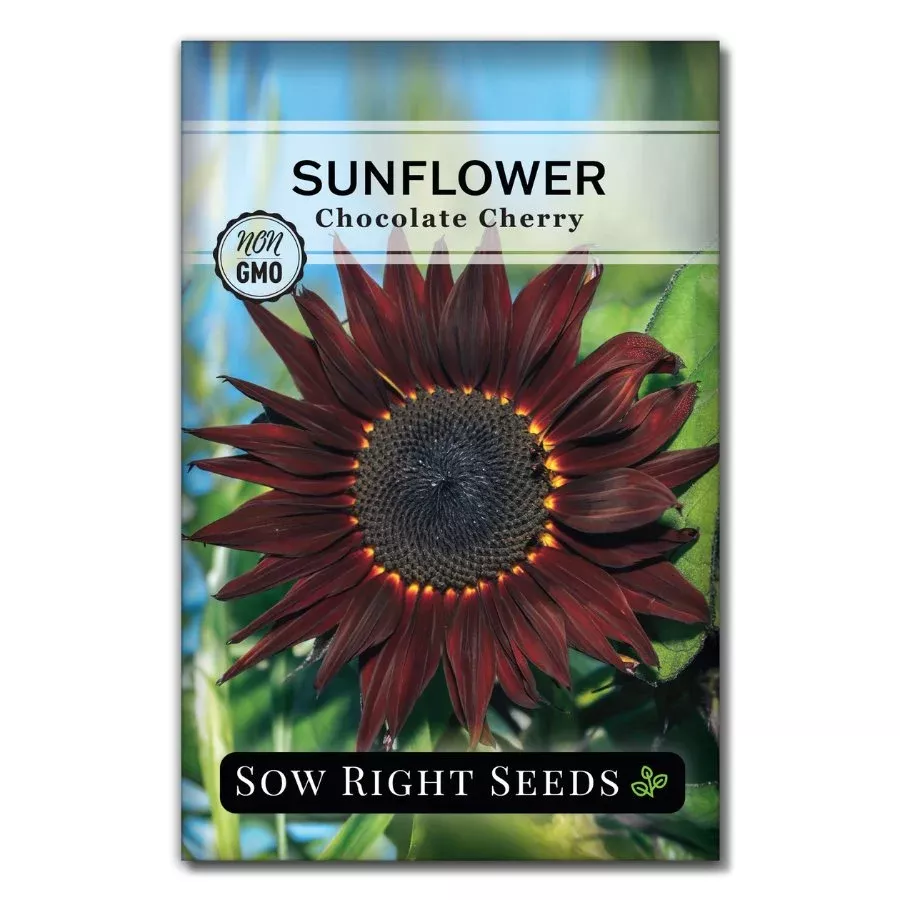 Chocolate Cherry Sunflower
