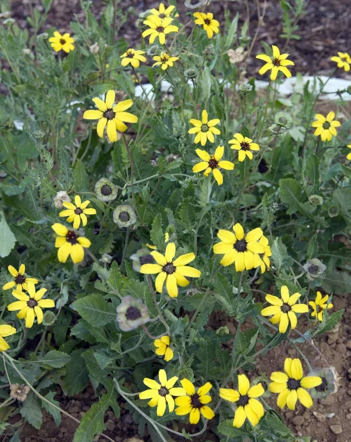 chocolate-daisy Chocolate Daisy