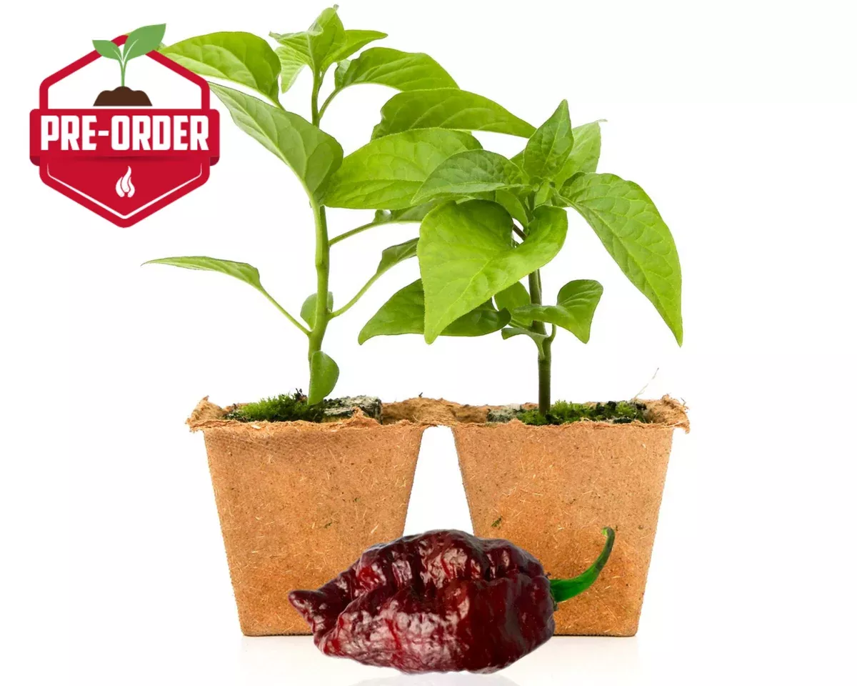 chocolate-ghost-pepper-plants Chocolate Ghost Pepper Plants