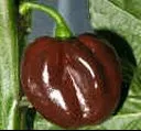 chocolate-habanero Chocolate Habanero