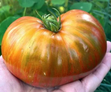 Chocolate Lightning Tomato
