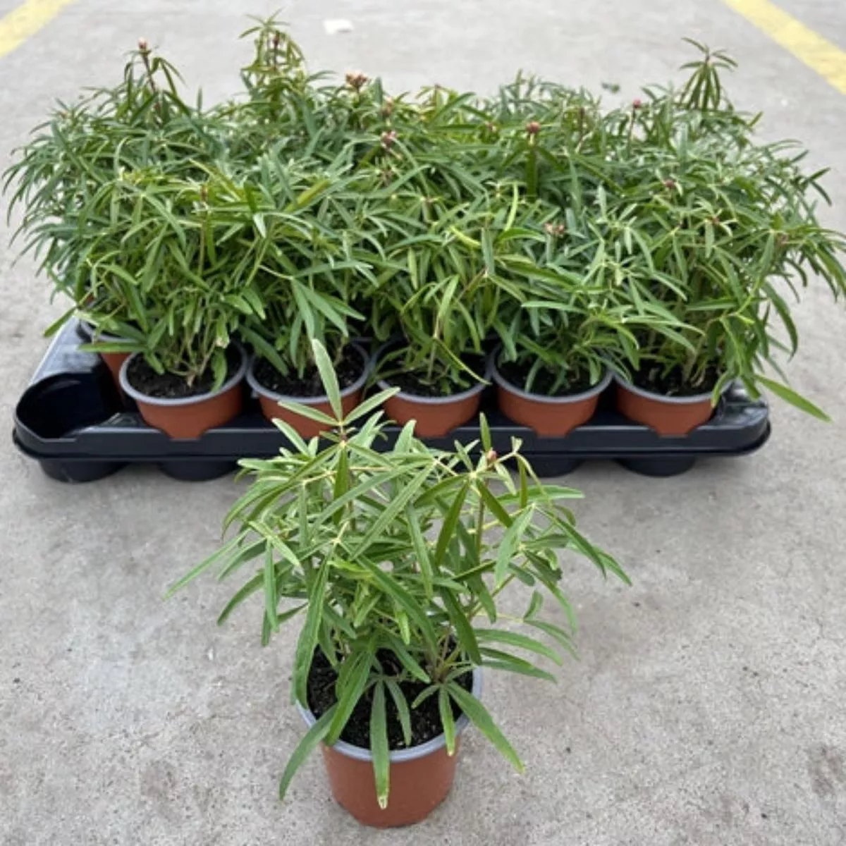 Choisya x dewitteana ‘Aztec Pearl’ 9cm / 2L – 9cm