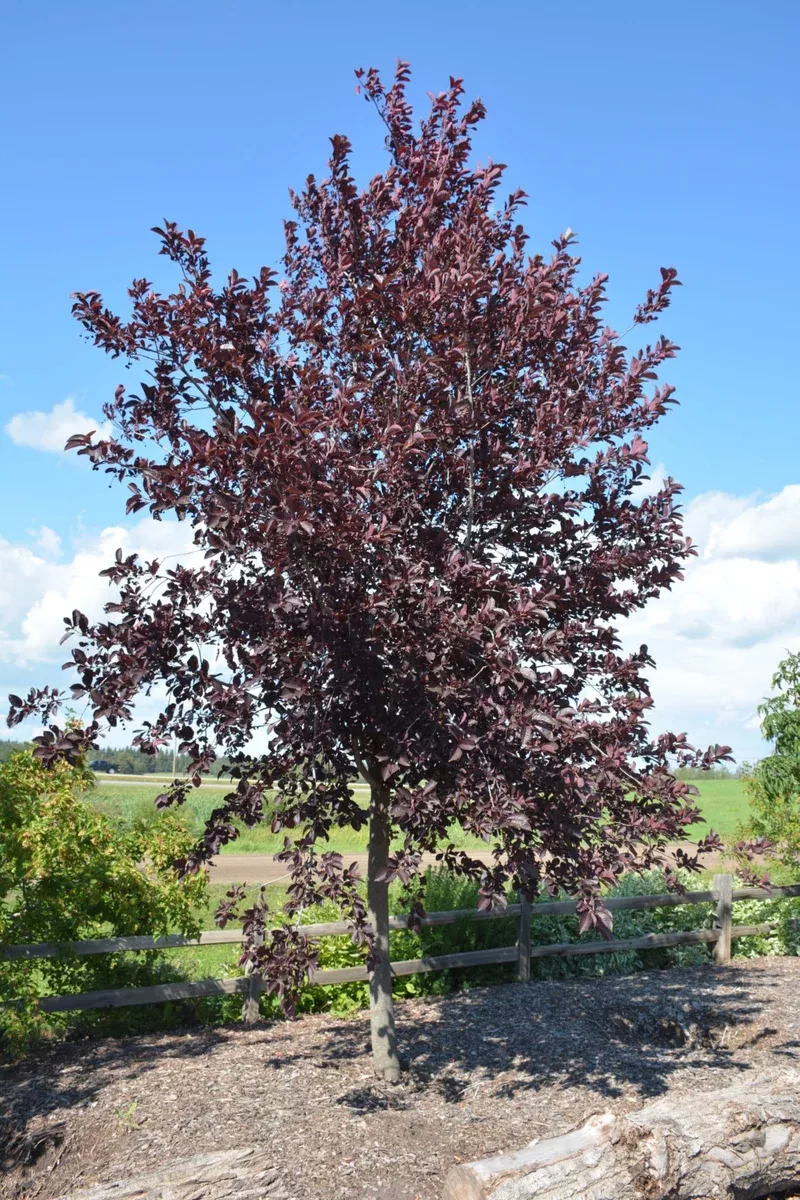 chokecherry-bailey-s-select-schubert-7-gal-bl Chokecherry: 'Bailey's Select Schubert' - 7 Gal (Bl)