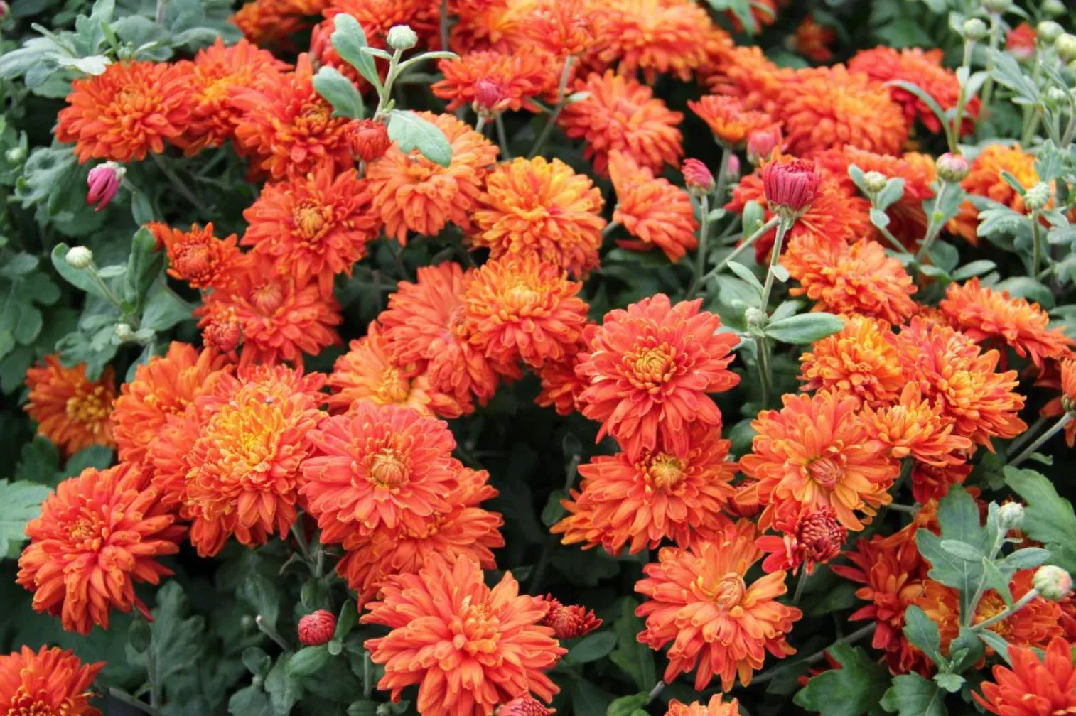 chrysanthemum-morden-delight Chrysanthemum 'Morden Delight'