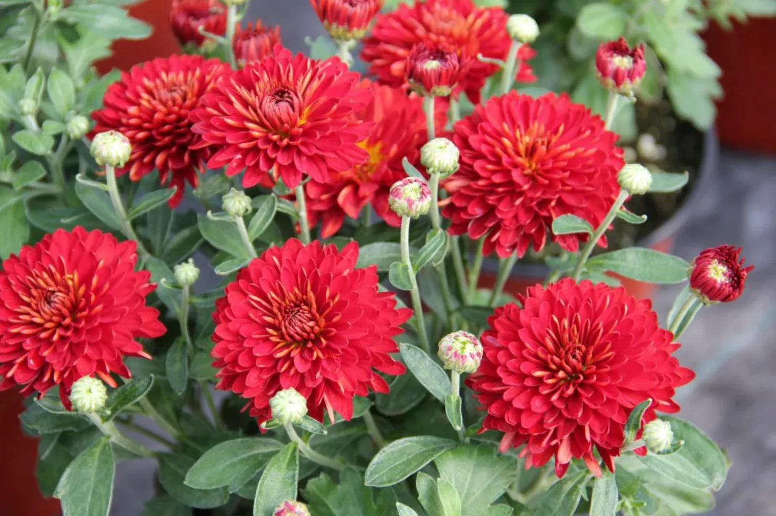 chrysanthemum-morden-garnet Chrysanthemum 'Morden Garnet'