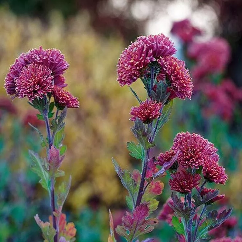 chrysanthemum-x-morifolium Chrysanthemum x morifolium