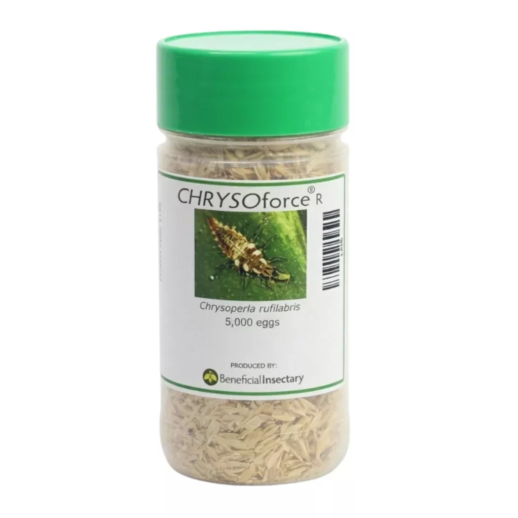 chrysoforce-r-lacewing-eggs-in-loose-form-5-000-10-000-100-000 CHRYSOforce™ R – lacewing eggs in loose form (5,000/ 10,000/ 100,000)