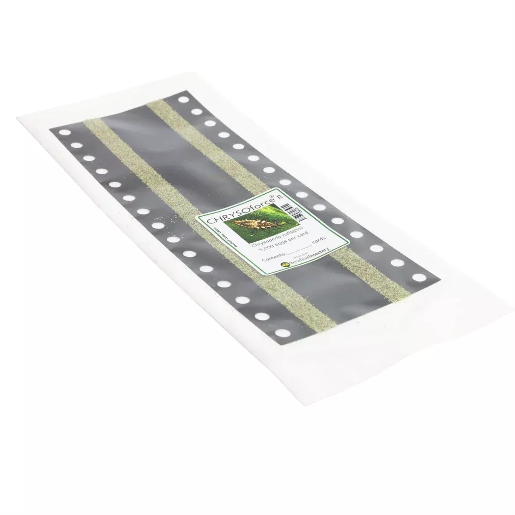 chrysoforce-r-lacewing-eggs-on-cards-5-000 CHRYSOforce™ R – lacewing eggs on cards (5,000)