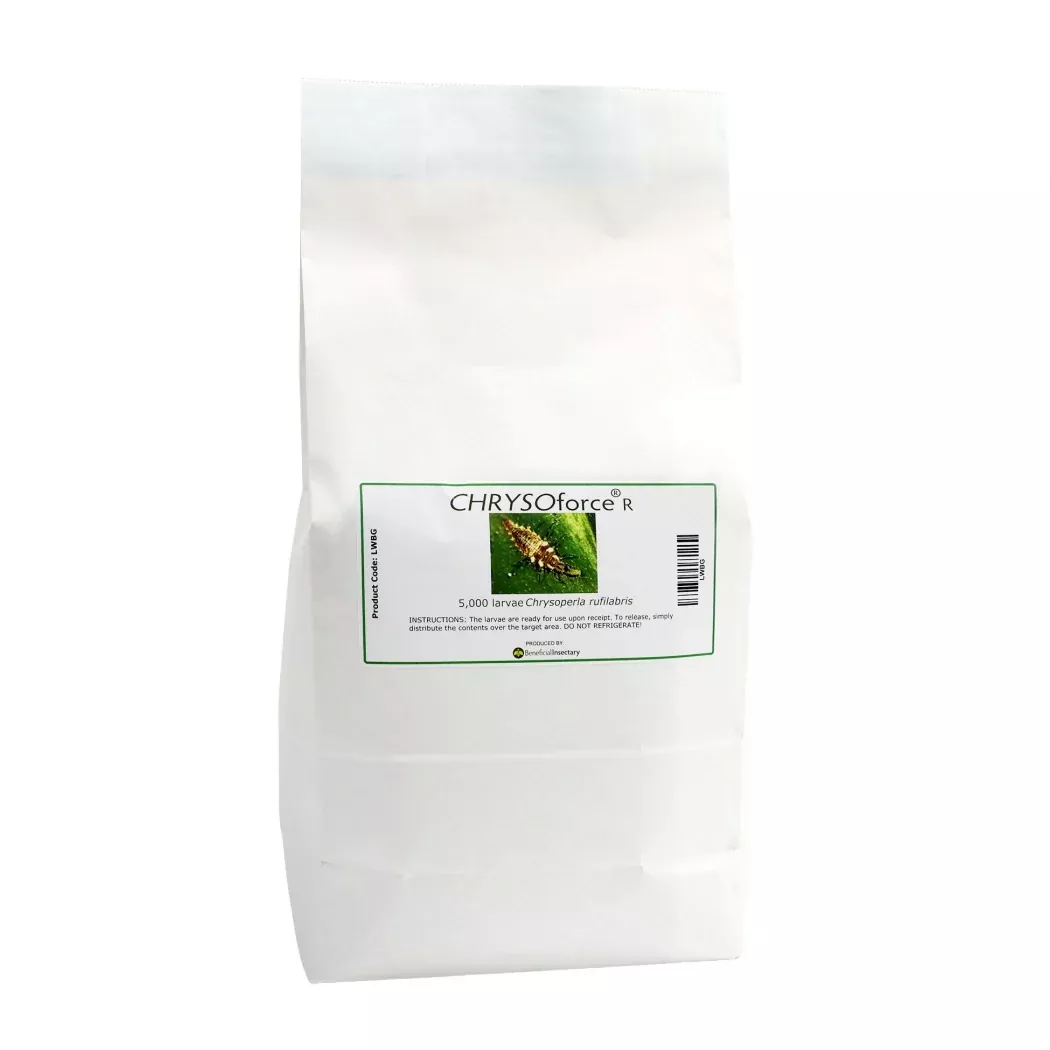 CHRYSOforce™ R – lacewing larvae in bulk (5,000/ 10,000)