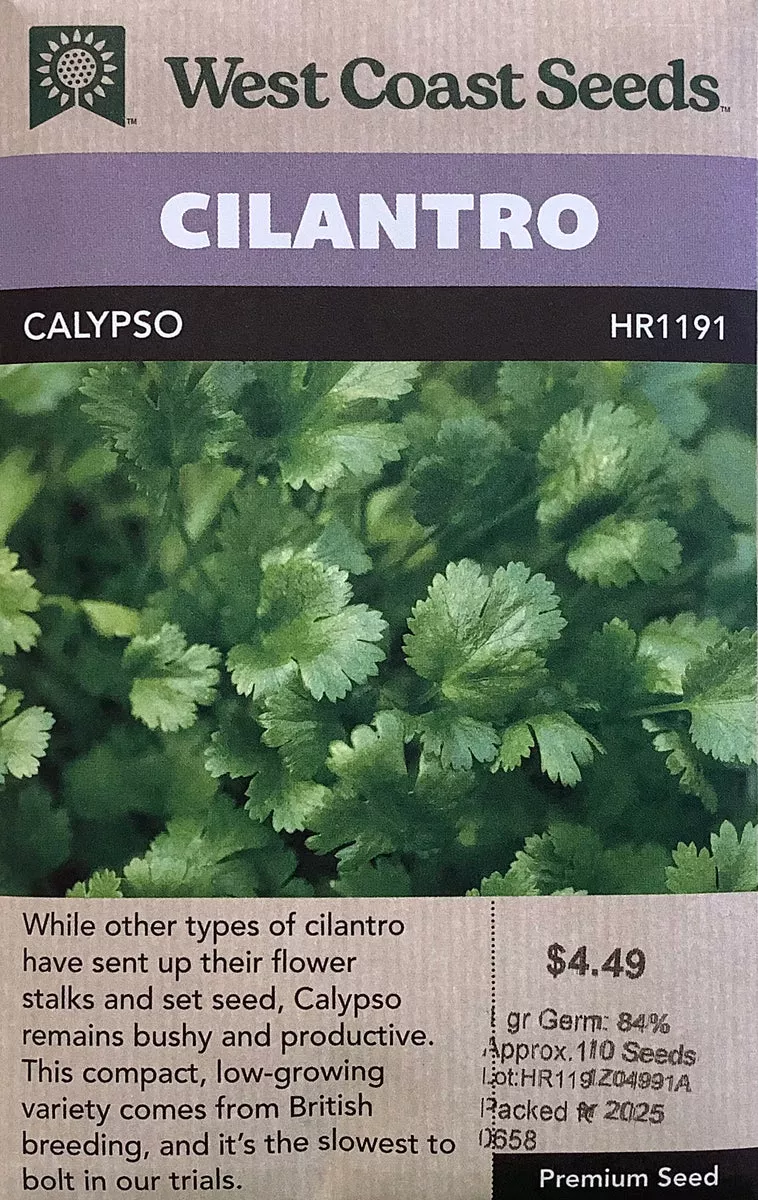cilantro-calypso Cilantro: Calypso