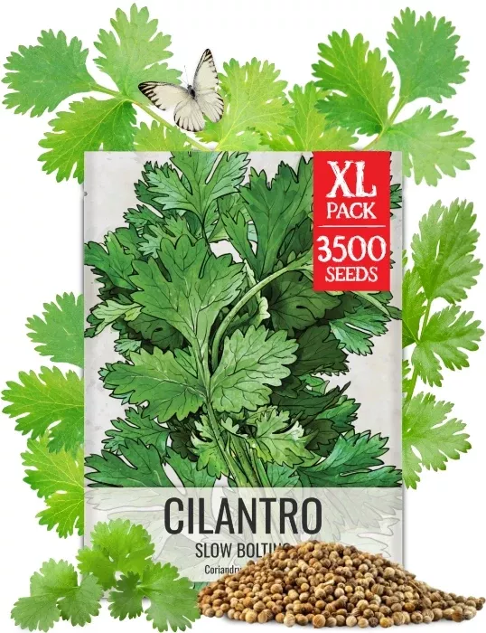Cilantro Herb Seeds for Planting (Coriandrum sativum) BULK Pack