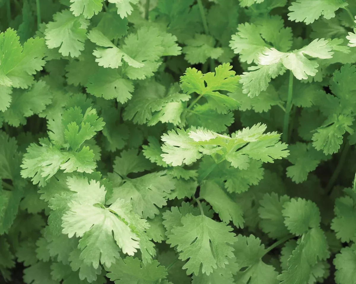 cilantro-or-coriander-seeds Cilantro or Coriander Seeds