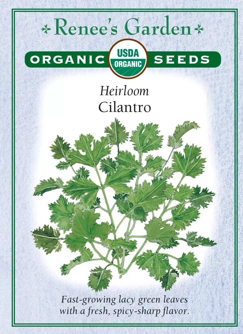 cilantro-organic Cilantro Organic