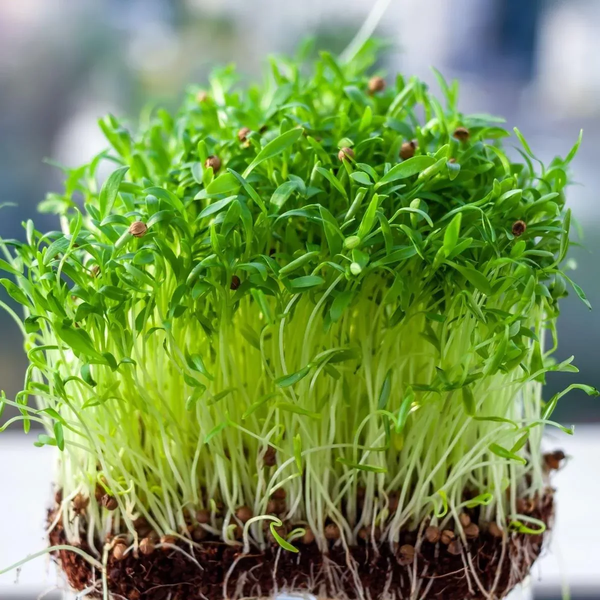 cilantro-slo-bolt-seeds-microgreens Cilantro Slo-bolt Seeds (Microgreens)