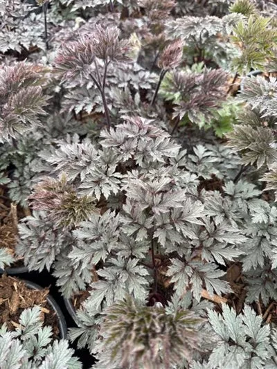 cimicifuga-brunette-snakeroot-bugbane Cimicifuga Brunette Snakeroot Bugbane