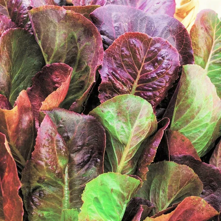 cimmaron-romaine-lettuce Cimmaron Romaine Lettuce