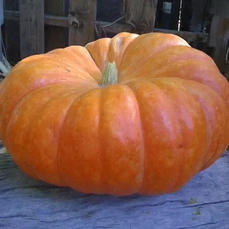 Cinderella/Rouge vif d'etampes Pumpkin