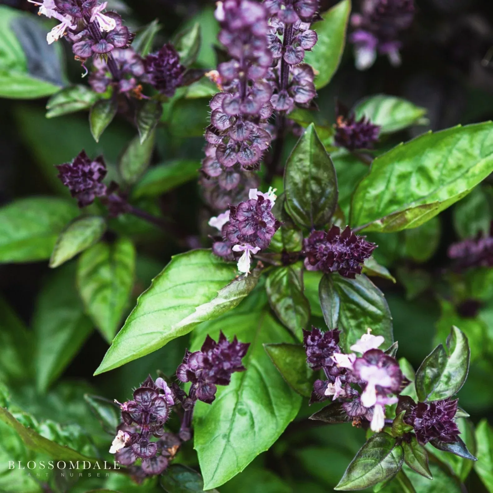 cinnamon-basil-seeds Cinnamon Basil seeds