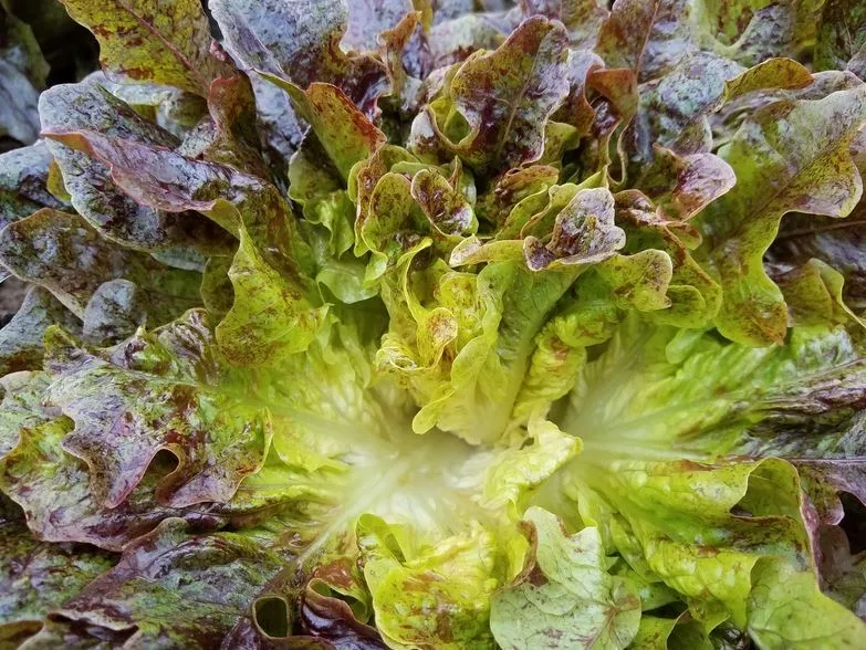 Cinnamon Oak Lettuce