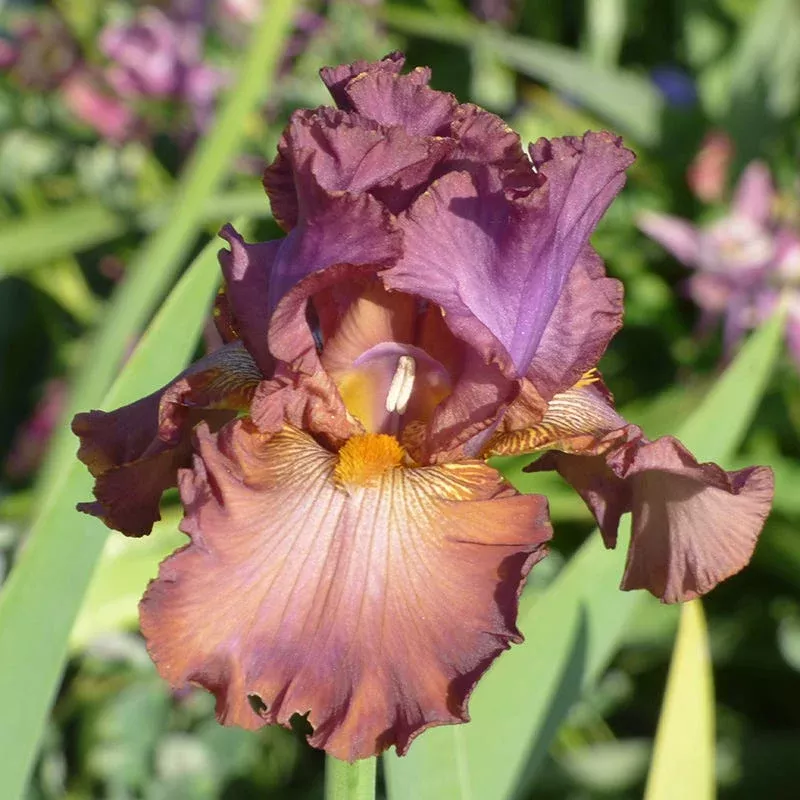 cinque-terre-bearded-iris Cinque Terre Bearded Iris