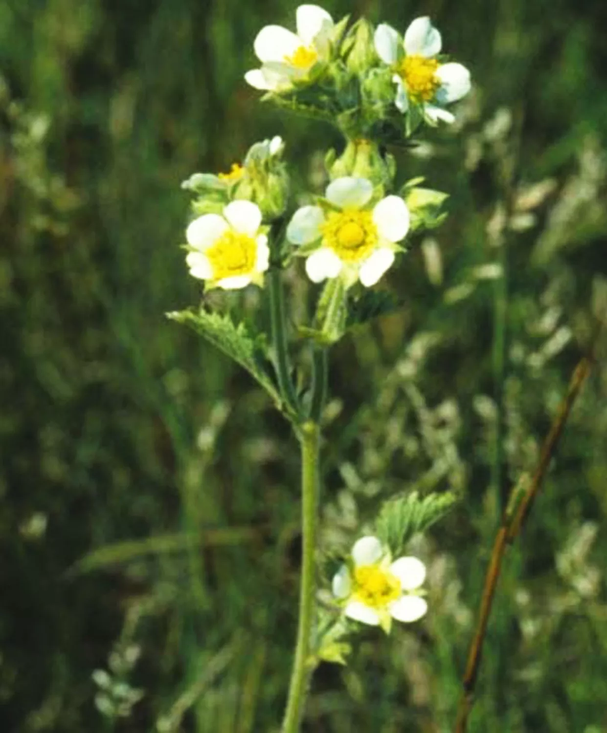 Cinquefoil, Prairie