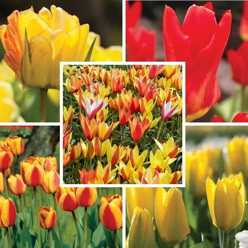 circus-tent-tulip-collection Circus Tent Tulip Collection