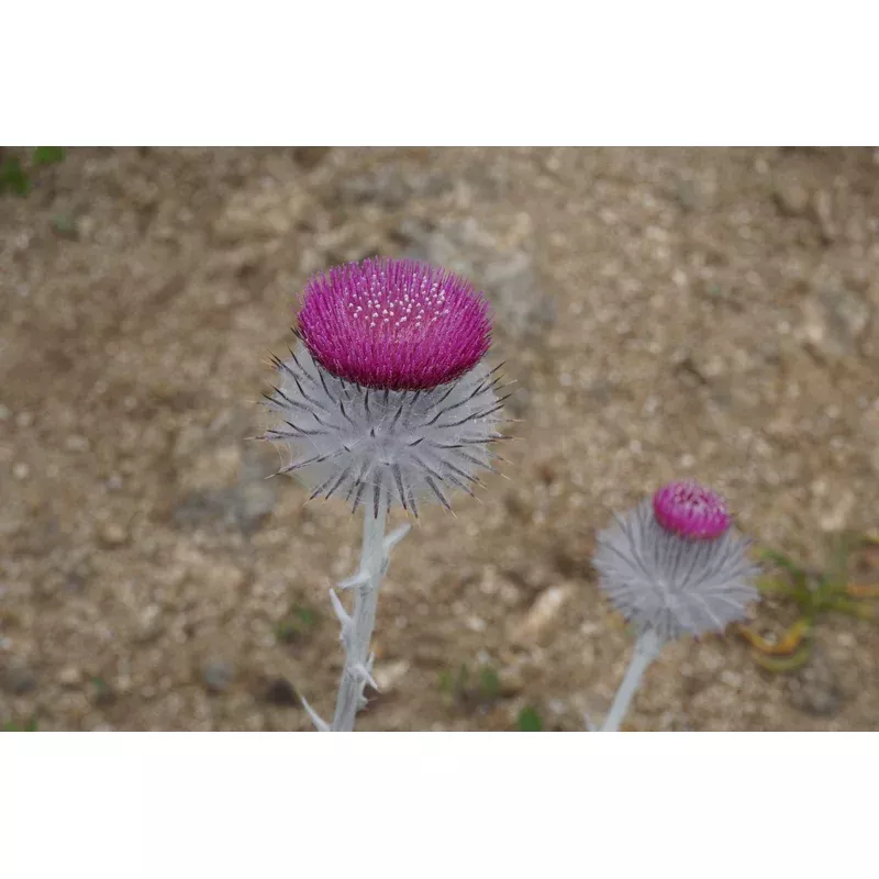 Cirsium occidentale, Cobweb Thistle