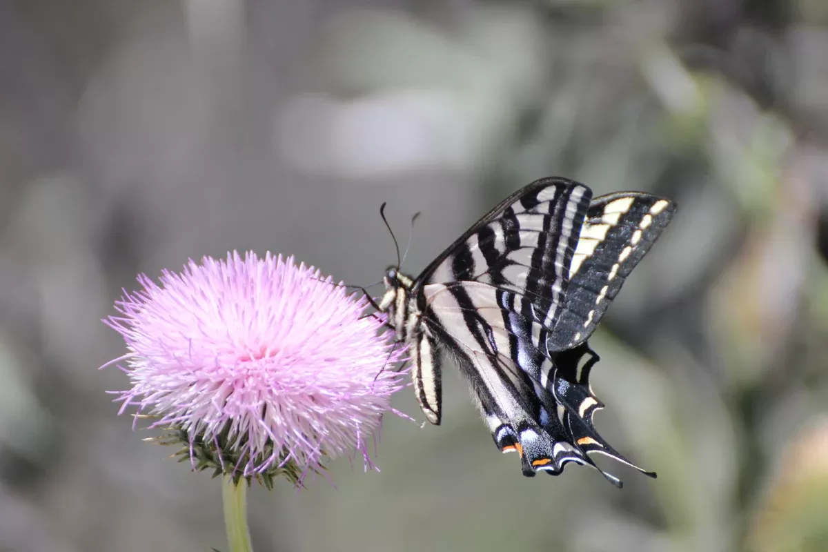 cirsium-occidentale-var-californicum-california-thistle Cirsium occidentale var. californicum California Thistle