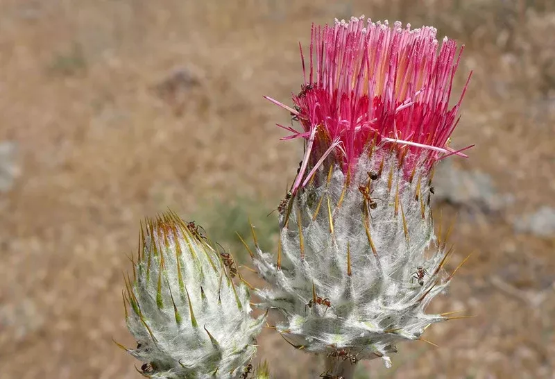 cirsium-occidentale-var-venustum Cirsium occidentale var. venustum