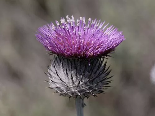 cirsium-occidentale Cirsium occidentale