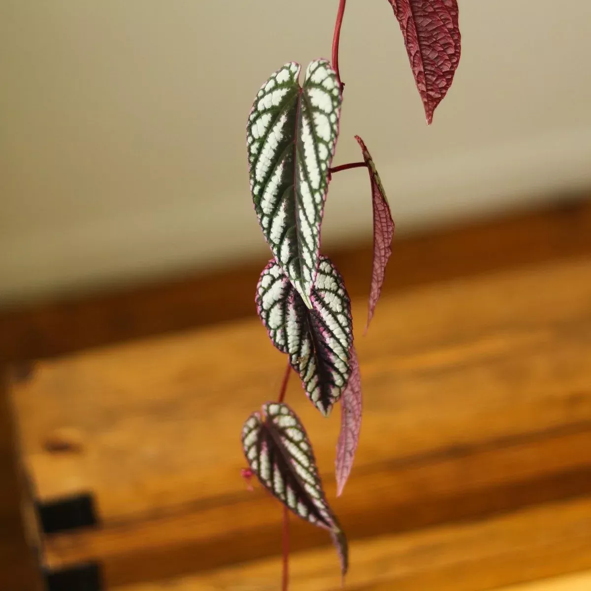 Cissus discolor ‘Rex Begonia Vine’ Hanging Basket