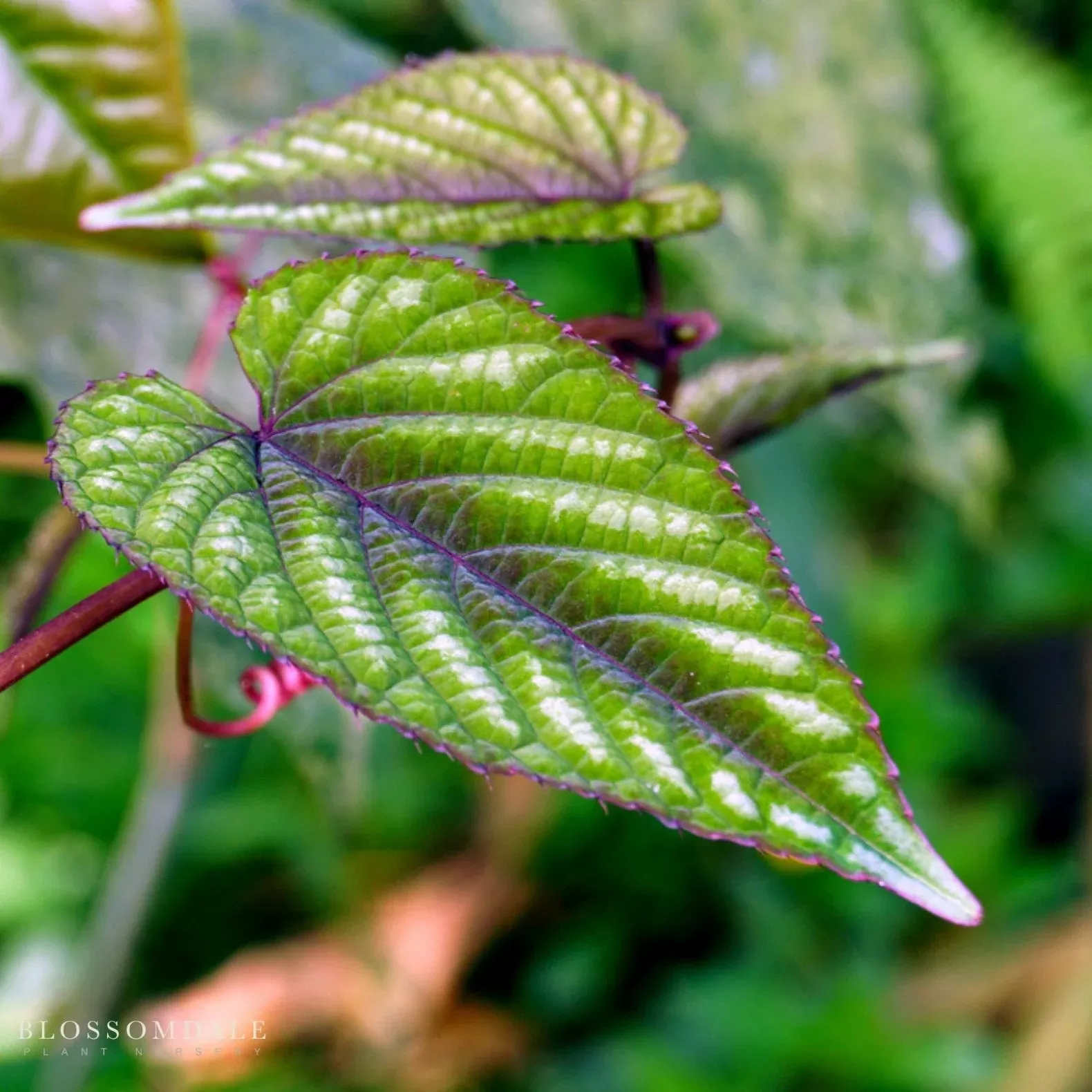 cissus-discolor-rex-begonia-vine Cissus Discolor Rex Begonia Vine