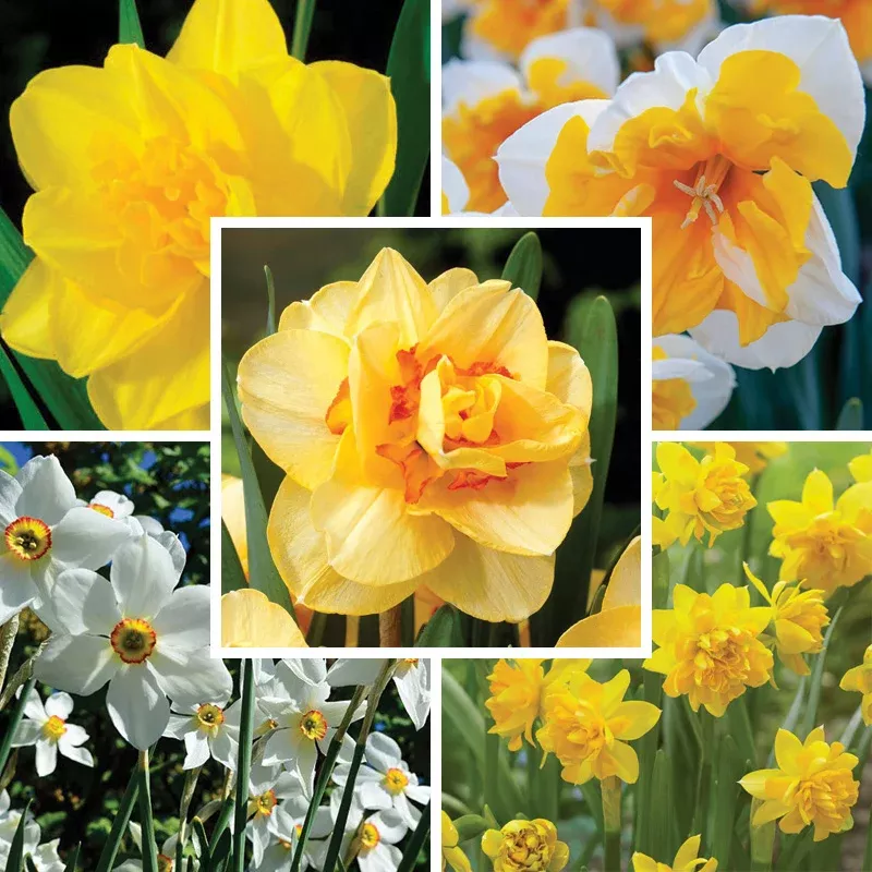 citrus-daffodil-flower-bulb-collection Citrus Daffodil Flower Bulb Collection