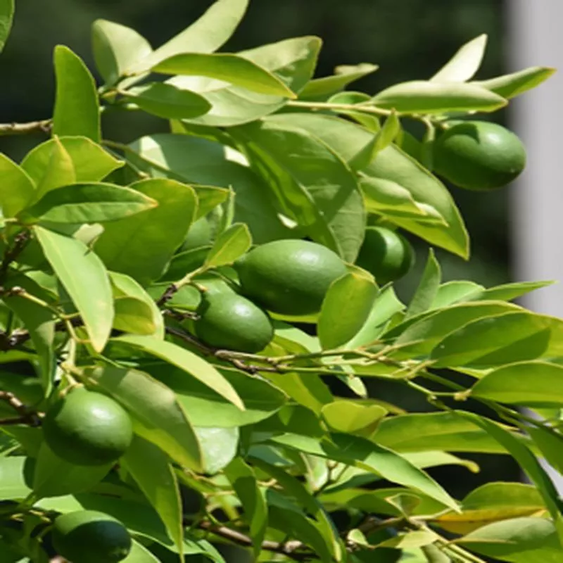 Citrus Mexican Lime