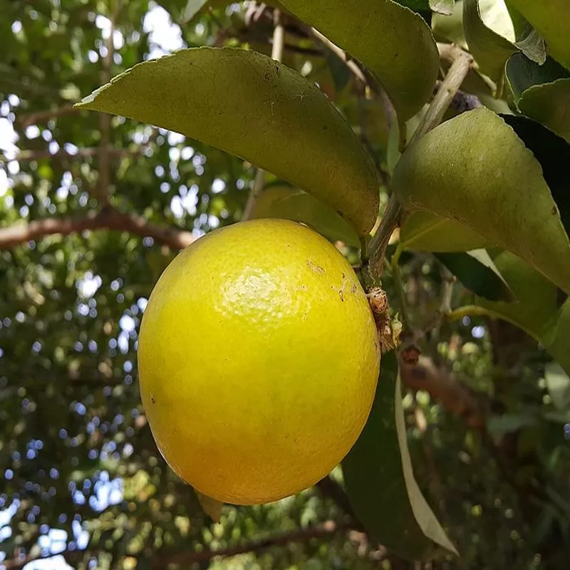 citrus-palestine-sweet-lime Citrus Palestine Sweet Lime