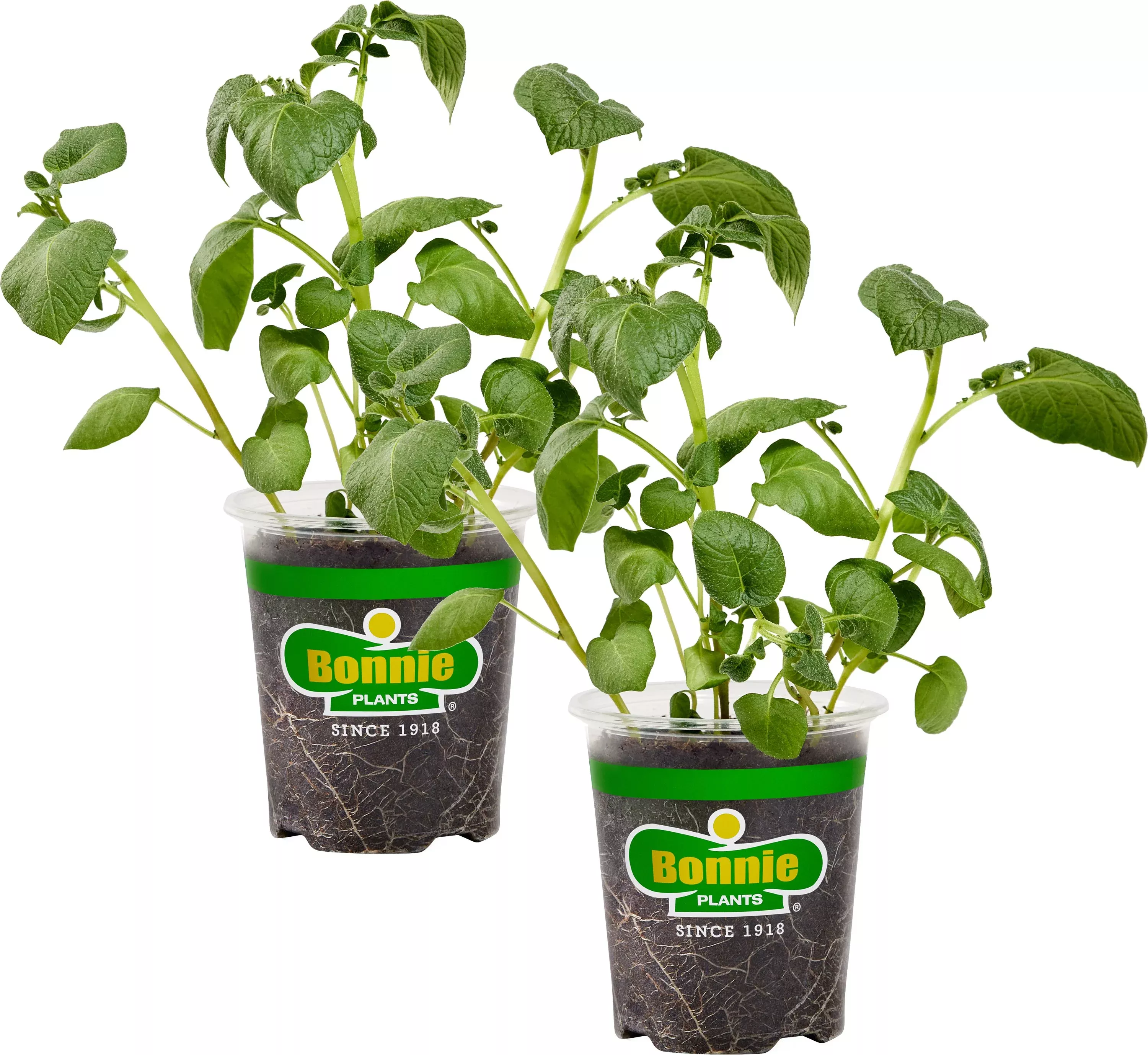 clancy-red-potato-2-pack Clancy Red Potato (2 Pack)