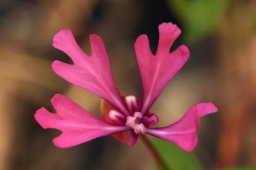 clarkia-concinna Clarkia concinna