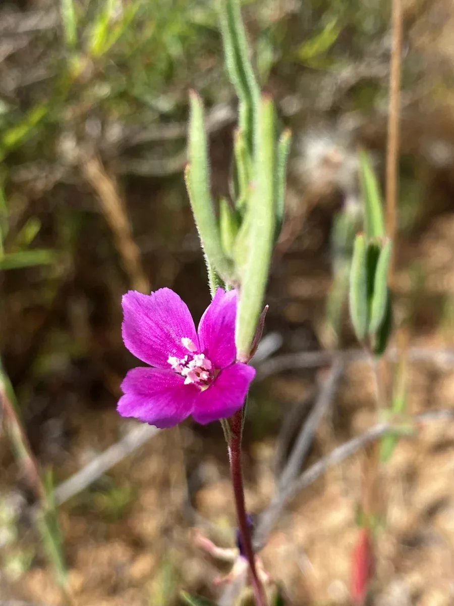 Clarkia purpurea, Purple Clarkia